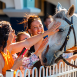 Newcastle Mid-Week Race Day